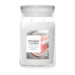 WHITE SPRUCE & GRAPEFRUIT